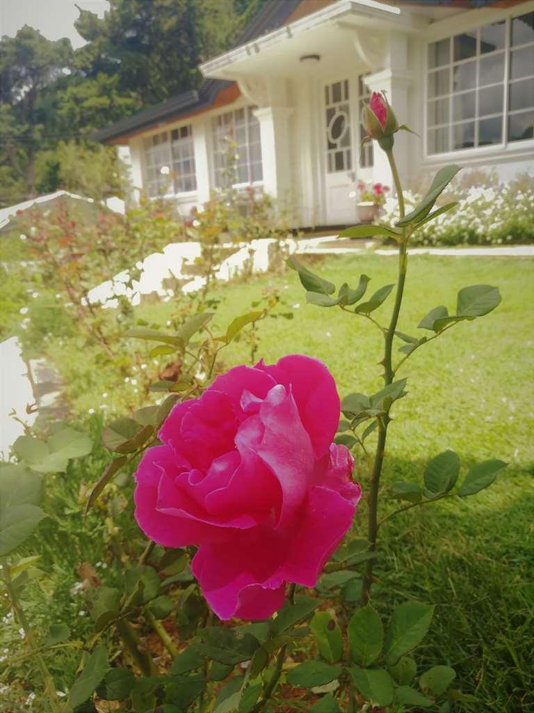 נוארה אליה The Victoria Bungalow מראה חיצוני תמונה